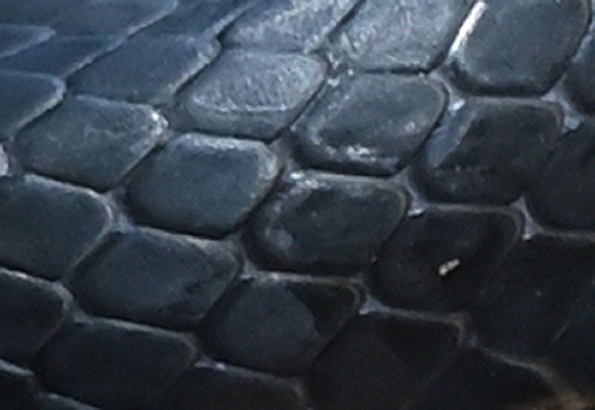 A close-up of black racer scales shows a smooth, non-keeled scale that is large and wide. The dorsal scales are almost as wide as they are long, resembling miniature baseball diamonds. If you come across a large snake shed that is uniform in color, the characteristics of these scales will be evident on the shed...